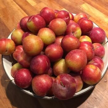 Nora Bogori Live Cutting Plant (Pack of 1)