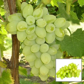 Grapes Cutting Plant (Pack of 1)