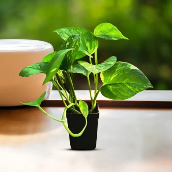 Money Plant