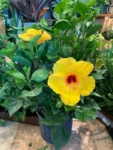 Yellow Hibiscus Plant