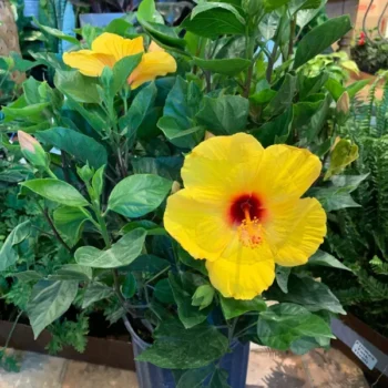 Yellow Hibiscus Plant