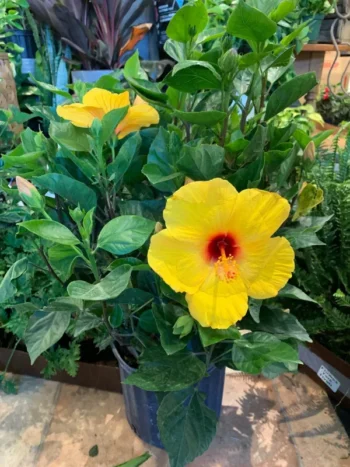 Yellow Hibiscus Plant