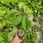 Indian Olive Jolfai Live Plant (Pack of 1)