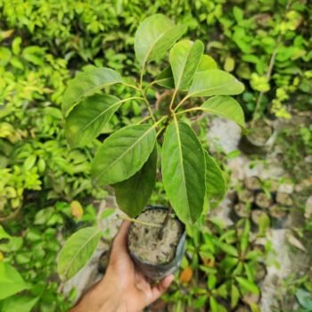Indian Olive Jolfai Live Plant (Pack of 1)