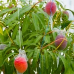 Miyazaki-Mango-fruit-with-plant