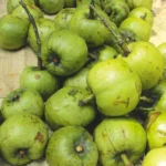 Rupohi Thekera live plant (Pack of 1) Garcinia pedunculata