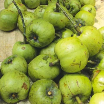 Rupohi Thekera live plant (Pack of 1) Garcinia pedunculata