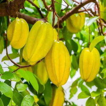 Star Fruit (Kordoi) live plant (Pack of 1)