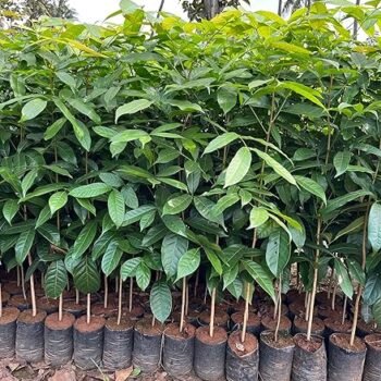 Mahogony Live Plant (Pack of 3)