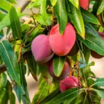 Miyazaki-Mango-fruit-with-plant