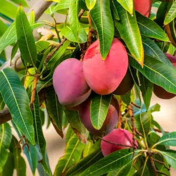 Japanese Miyazaki Mango Grafted Live Plant (Pack of 1)