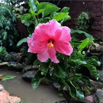 Pink Hibiscus Plant