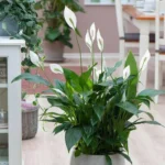 Peace Lily Plant