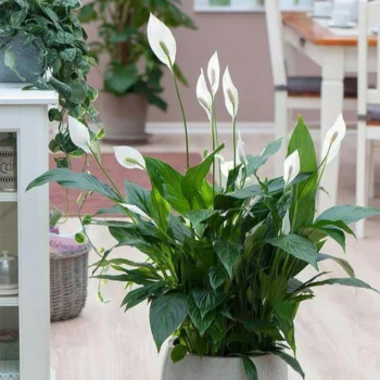 Peace Lily Plant