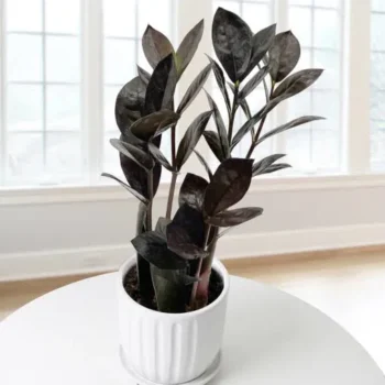 Black ZZ Live Plant