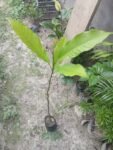 Titasapa Live Plant (Pack of 1)