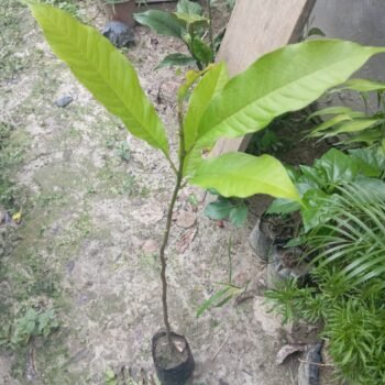 Titasapa Live Plant (Pack of 1)