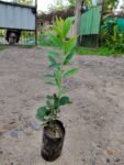 White Sandalwood plant, Safed Chandan Live Plant