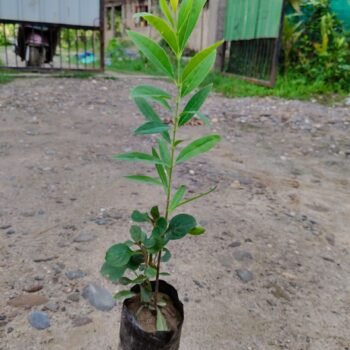 White Sandalwood plant, Safed Chandan Live Plant