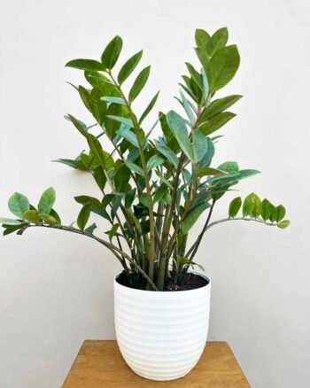 Green ZZ Live Plant