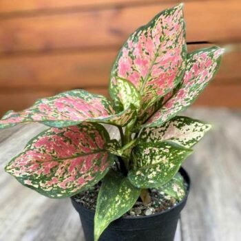Aglonima Indoor plant