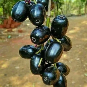 Black jamun plant
