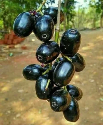 Black jamun live plant (Pack of 1)