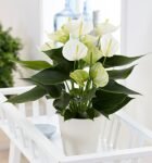 Anthurium White Plant