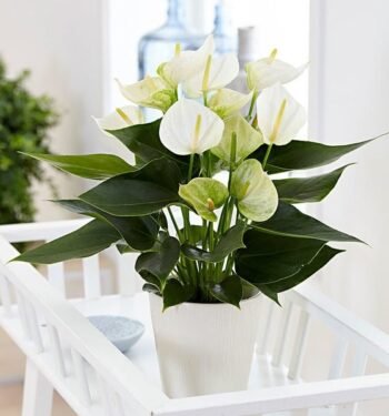 Anthurium White Plant