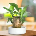 Brazilian Lucky Wood Live Plant