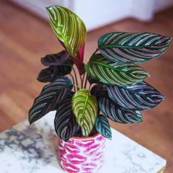 Calathea Indoor Plant