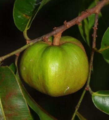 Bon Pitha Plant (Pack of 1) Chrysophyllum roxburghii
