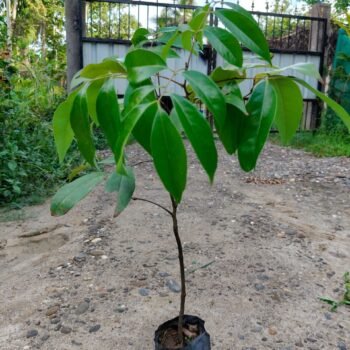 Hybrid Litchi Plant Live Plant (Pack of 1)