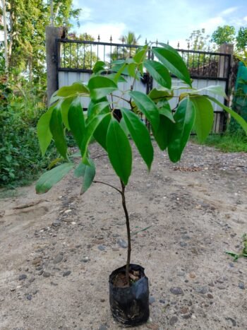 Hybrid Litchi Plant Live Plant (Pack of 1)