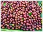 Ponial Live Plant (Pack of 1)