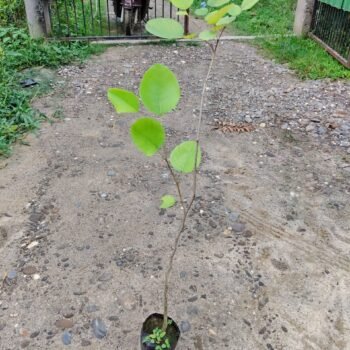Red Sandalwood plant, Laal Chandan plant Live Plant (Pack of 2)