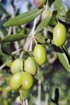 Indian-Olive-1