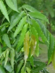 Debdaru Live Plant (Pack of 1)