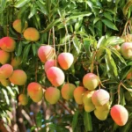 how-to-grow-a-mango-tree-in-pot-1