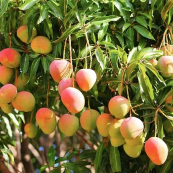 Subarnarekha Mango Grafted Live Plant (Pack of 1)