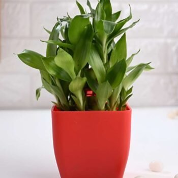 Lucky Bamboo Plant with pot