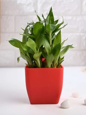 Lucky Bamboo Plant with pot