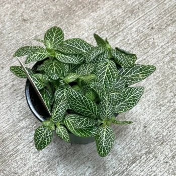 Indoor Fittonia Plant