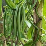 Vanilla Live Plant (Pack of 1)