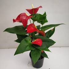 Anthurium Red Plant