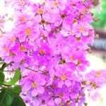 lagerstroemia-speciosa-pink-flowers-blooming-free-video