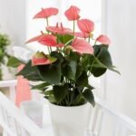 nurserylive-anthurium-andreanum-princess-amalia-elegance-plant