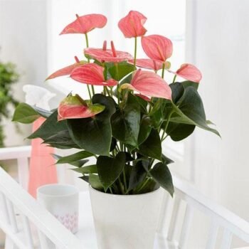 Anthurium Pink Plant
