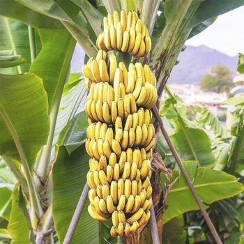 G9 banana live plant (Pack of 1)