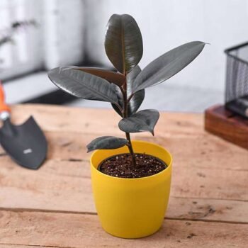 Indoor Rubber Plant